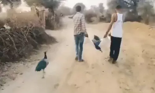 Video Viral: భాగస్వామి దూరమైన బాధతో నెమలి నిశ్శబ్ధంగా.. Video Viral: భాగస్వామి దూరమైన బాధతో నెమలి నిశ్శబ్ధంగా..