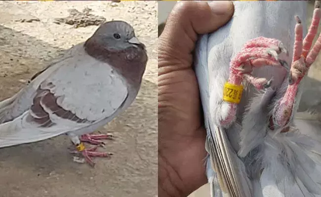 Prakasam: పావురం కాలికి కోడ్.. చైనా నుండి వచ్చిందంటూ అనుమానాలు.. Prakasam: పావురం కాలికి కోడ్.. చైనా నుండి వచ్చిందంటూ అనుమానాలు..