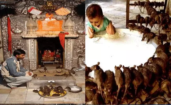 Karnimata Temple: ఆ ఆలయంలో వేల సంఖ్యలో ఎలుకలు.. వాటికే నైవేద్యం