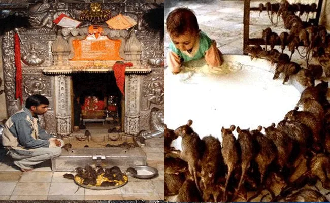 Karnimata Temple: ఆ ఆలయంలో వేల సంఖ్యలో ఎలుకలు.. వాటికే నైవేద్యం Karnimata Temple: ఆ ఆలయంలో వేల సంఖ్యలో ఎలుకలు.. వాటికే నైవేద్యం