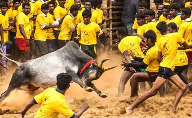 Jallikattu (tv5news.in)