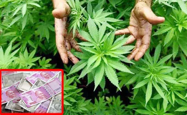 Visakhapatnam: 900 కేజీల గంజాయి.. కనీసం రూ. కోటి విలువ.. Visakhapatnam: 900 కేజీల గంజాయి.. కనీసం రూ. కోటి విలువ..