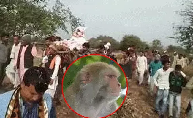 Madhya Pradesh: వానరం మరణించింది.. ఊరంతా కదిలింది.. Madhya Pradesh: వానరం మరణించింది.. ఊరంతా కదిలింది..