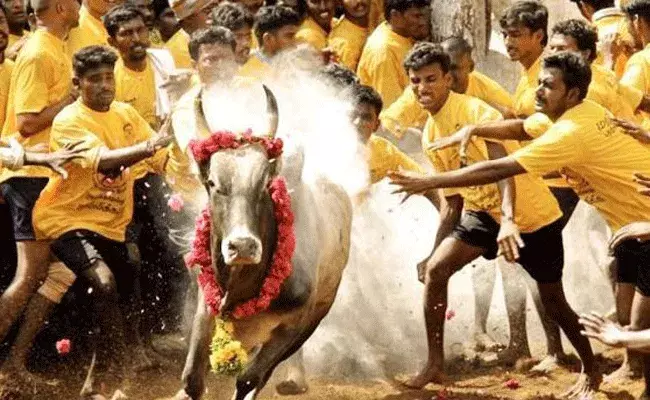 Jallikattu: మధురైలో జల్లికట్టు సంబరాలు.. పోటీలో 5వేల ఎడ్లు