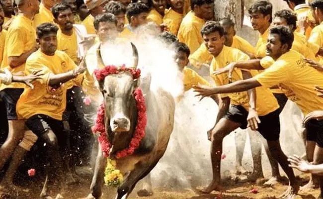 Jallikattu: మధురైలో జల్లికట్టు సంబరాలు.. పోటీలో 5వేల ఎడ్లు Jallikattu: మధురైలో జల్లికట్టు సంబరాలు.. పోటీలో 5వేల ఎడ్లు
