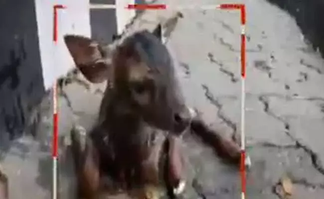 Tirumala : తిరుమల మొదటి ఘాట్ రోడ్లో విషాద ఘటన Tirumala : తిరుమల మొదటి ఘాట్ రోడ్లో విషాద ఘటన