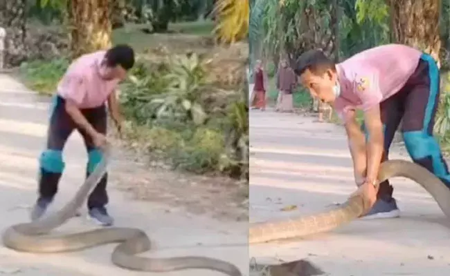 Krabi: 10 కిలోల కోబ్రాను వట్టి చేతులతో పట్టుకొని వెళ్లిపోయాడు..