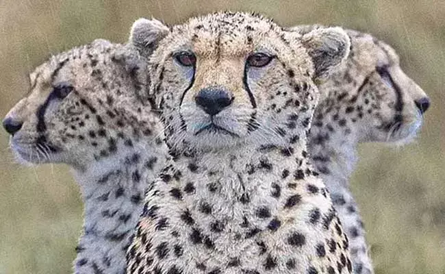 Viral Photo: ఈ ఒక్క ఫొటో తీసేందుకు 7 గంటలు పట్టిందట..!