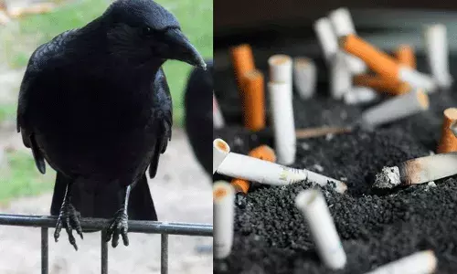 Sweden: సిగరెట్ పీకలను ఏరివేస్తున్న కాకులు.. ట్రైనింగ్ ఇచ్చిన కంపెనీ