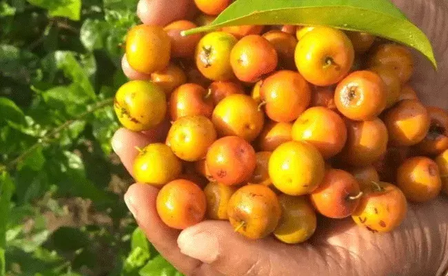 Plums:రేగు పండ్లలో పోషకాలు పుష్కలంగా.. గుండె ఆరోగ్యానికి..