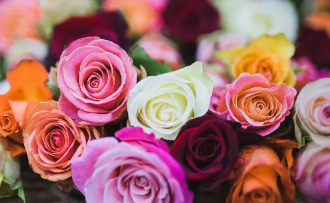 Rose Day 2022: రోజ్ డే రోజు ప్రపోజ్ చేయాలంటే ఆ కలర్ రోజ్ బెస్ట్.. Rose Day 2022: రోజ్ డే రోజు ప్రపోజ్ చేయాలంటే ఆ కలర్ రోజ్ బెస్ట్..