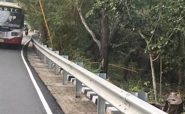 Tirumala : తిరుమల మొదటి ఘాట్ రోడ్డులో ఏనుగుల గుంపు హల్ చల్