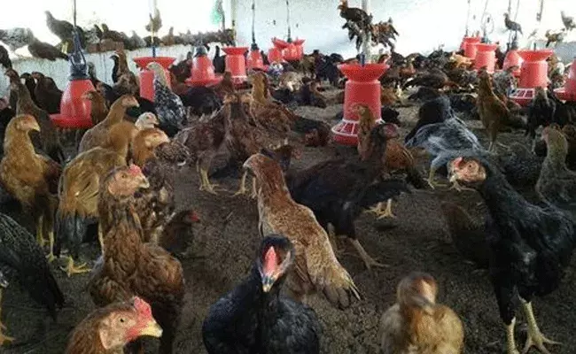 Hyderabad: నాన్‌వెజ్ ప్రియులకు గుడ్‌న్యూస్.. ఆన్‌లైన్‌లో నాటుకోడి