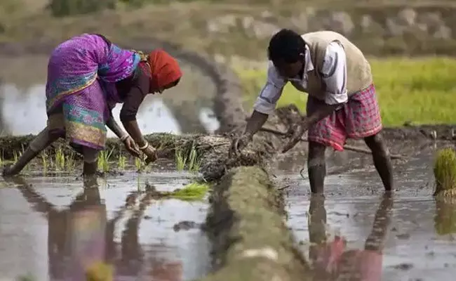 Andhra Pradesh: ఏపీలో 5,97,311 మంది రైతులకు రూ.542 కోట్ల ఇన్పుట్ సబ్సిడీ.. Andhra Pradesh: ఏపీలో 5,97,311 మంది రైతులకు రూ.542 కోట్ల ఇన్పుట్ సబ్సిడీ..
