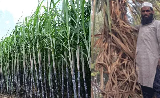 Trench Method: ట్రెంచ్ మెథడ్‌లో చెరకు సాగు.. అధిక దిగుబడితో రైతు ఆనందం