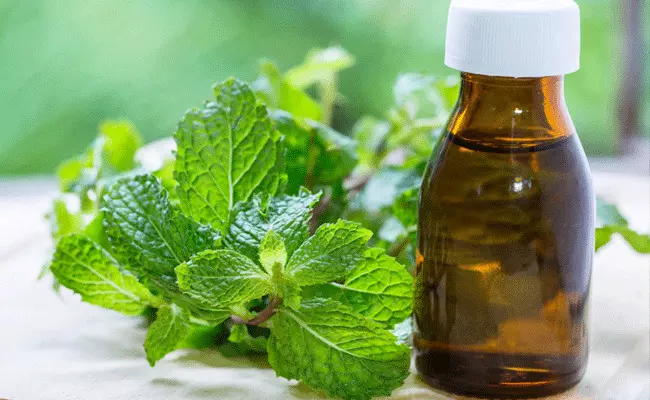 Mint Oil: మొటిమల నివారణకు అద్భుత చిట్కా.. పుదీనా ఆయిల్తో.. Mint Oil: మొటిమల నివారణకు అద్భుత చిట్కా.. పుదీనా ఆయిల్తో..