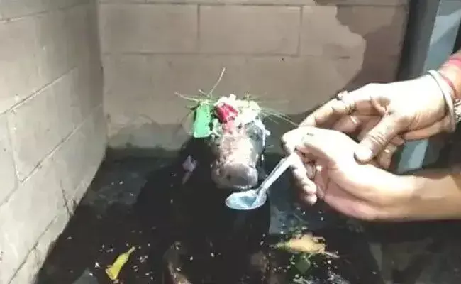 Nandi Drinking Milk: దేవుడి విగ్రహం పాలు తాగడం వెనుక ఉన్న అసలు రహస్యం ఇదే..