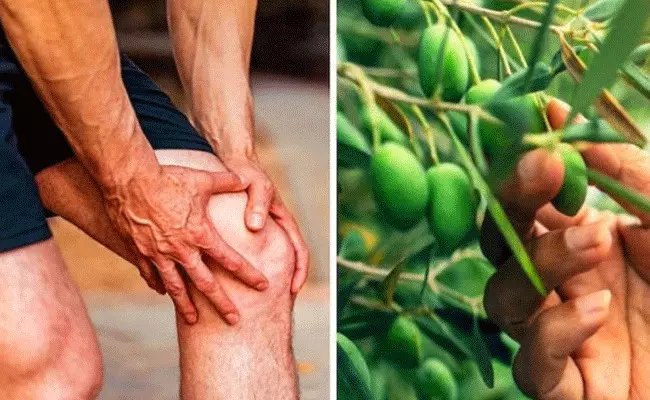 knee pains: మోకాళ్లు, కీళ్ల నొప్పులకు ఉపశమనం ఈ ఆకుల రసం knee pains: మోకాళ్లు, కీళ్ల నొప్పులకు ఉపశమనం ఈ ఆకుల రసం