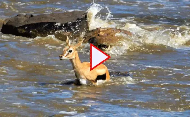 Viral Video: తల్లి ప్రేమ.. మొసలి నుండి బిడ్డను రక్షించి తాను మాత్రం.. Viral Video: తల్లి ప్రేమ.. మొసలి నుండి బిడ్డను రక్షించి తాను మాత్రం..