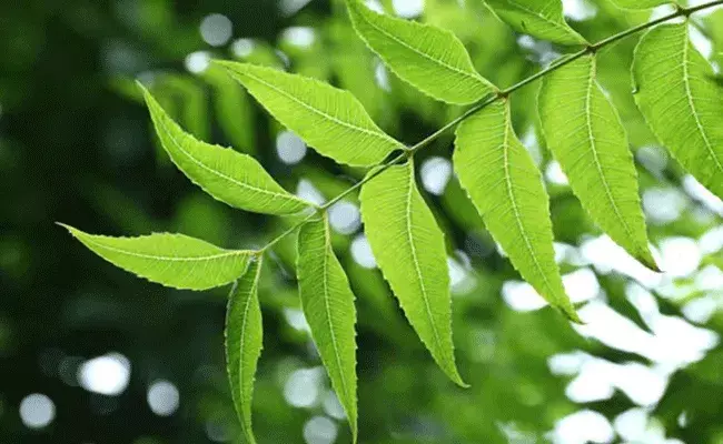 Neem Benefits: ఔషధ ప్రదాయిని వేప.. క్యాన్సర్ కణాలను నాశనం చేయడంలో.. Neem Benefits: ఔషధ ప్రదాయిని వేప.. క్యాన్సర్ కణాలను నాశనం చేయడంలో..