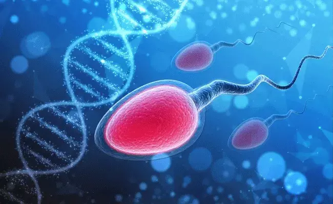 Male Fertility: పురుషుల సంతానోత్పత్తిపై COVID-19 ప్రభావం Male Fertility: పురుషుల సంతానోత్పత్తిపై COVID-19 ప్రభావం