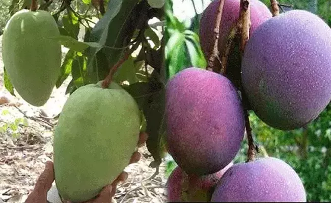 Mangoes: మ్యాంగోనా మజాకా.. రెండు నుంచి నాలుగు కిలోల బరువు.. కేజీ రూ.2.70 లక్షలు