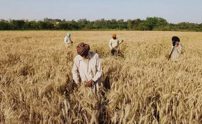 Telangana: ధాన్యం కొనుగోలు చుట్టూ తిరుగుతున్న తెలంగాణ రాజకీయాలు.. Telangana: ధాన్యం కొనుగోలు చుట్టూ తిరుగుతున్న తెలంగాణ రాజకీయాలు..