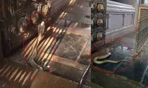 Vemulawada :  వేములవాడ ఆలయంలో నాగుపాము .. భక్తులు పరుగులు