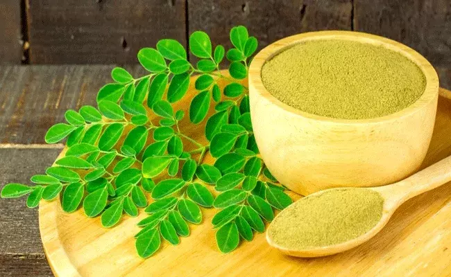 Moringa Leaves Benefits: మునగాకులో ఔషధగుణాలు.. అద్భుతమైన ఆరోగ్యప్రయోజనాలు.. Moringa Leaves Benefits: మునగాకులో ఔషధగుణాలు.. అద్భుతమైన ఆరోగ్యప్రయోజనాలు..