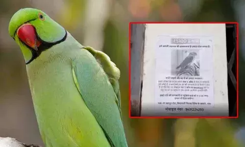 parrot missing : పాపం చిలుక ఎగిరిపోయిందట.. పట్టిస్తే నజరానా.. !