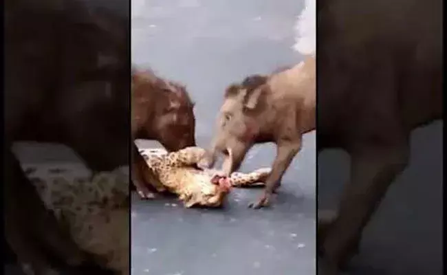 Cheetah Viral Video: చిరుతను వేటాడి చంపిన అడవి పందులు.. వీడియో వైరల్.. Cheetah Viral Video: చిరుతను వేటాడి చంపిన అడవి పందులు.. వీడియో వైరల్..