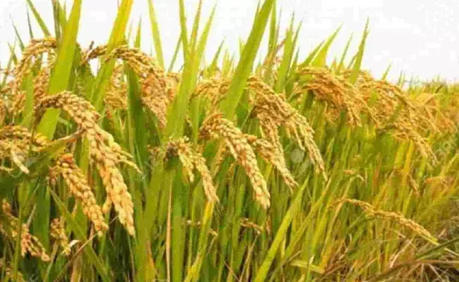 Khammam: ధాన్యం కాపాడుకోవడానికి వెళ్లి ప్రాణం కోల్పోయాడు.. Khammam: ధాన్యం కాపాడుకోవడానికి వెళ్లి ప్రాణం కోల్పోయాడు..