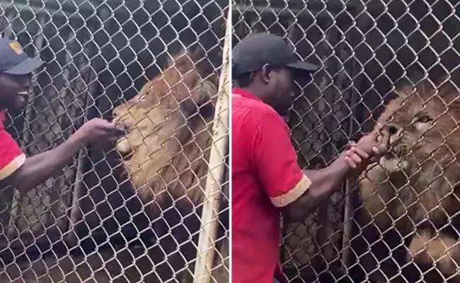 Viral Video: ఆకతాయి అల్లరి.. సింహం నోట్లో వేలు పెట్టాడు.. ఆ తర్వాత..