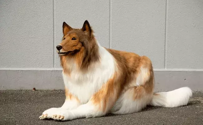 Japan: ఇదేం ఆనందమో.. రూ.12 లక్షలు ఖర్చుపెట్టి శునకంలా మారిన మనిషి Japan: ఇదేం ఆనందమో.. రూ.12 లక్షలు ఖర్చుపెట్టి శునకంలా మారిన మనిషి