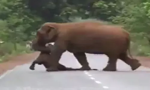 Elephant Viral Video: పిల్ల ఏనుగు మృతదేహంతో తల్లి.. హృదయాన్ని కదిలించే వీడియో..
