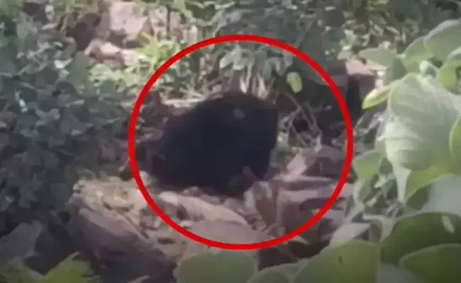 Madhya Pradesh: జంటను చంపి తిన్న ఎలుగుబంటి.. నాలుగు గంటల పాటు క్రూరంగా.. Madhya Pradesh: జంటను చంపి తిన్న ఎలుగుబంటి.. నాలుగు గంటల పాటు క్రూరంగా..