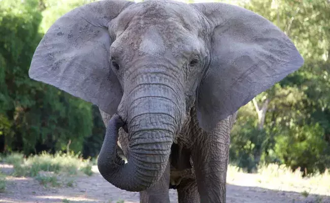 Odisha: వృద్ధురాలిపై ఏనుగు పగ.. చితిపై నుండి లాగి మరీ దాడి..