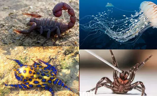 అత్యంత ప్రమాదకర జీవులు.. తాకితే అంతే సంగతులు..