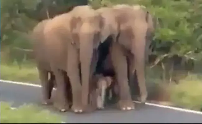 Viral Video: భలే ఉన్నారు గున్న ఏనుగు బాడీగార్డులు.. వీడియో వైరల్