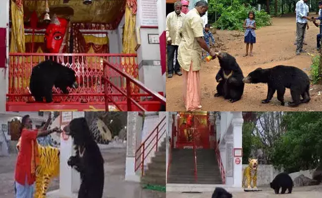 chandi mata temple: అమ్మవారి ఆలయంలోకి ఎలుగుబంట్లు.. తీర్థప్రసాదాలు స్వీకరించి అడవిలోకి.. chandi mata temple: అమ్మవారి ఆలయంలోకి ఎలుగుబంట్లు.. తీర్థప్రసాదాలు స్వీకరించి అడవిలోకి..