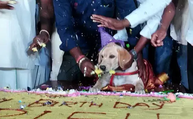 Birthday Party For Pet Dog: పెట్ డాగ్ అంటే ఎంత ప్రేమ.. వంద కేజీల కేక్తో బర్త్డే పార్టీ.. Birthday Party For Pet Dog: పెట్ డాగ్ అంటే ఎంత ప్రేమ.. వంద కేజీల కేక్తో బర్త్డే పార్టీ..