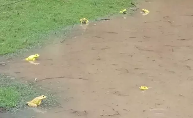 Konaseema: కోనసీమ జిల్లాలో అరుదైన కప్పలు.. పసుపురంగులో.. Konaseema: కోనసీమ జిల్లాలో అరుదైన కప్పలు.. పసుపురంగులో..