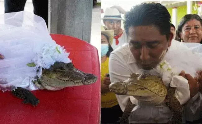 Video Viral: ఇదేం ఆచారంరా బాబు.. మొసలికి ముద్దులు, మెడలో మూడు ముళ్లు.. Video Viral: ఇదేం ఆచారంరా బాబు.. మొసలికి ముద్దులు, మెడలో మూడు ముళ్లు..