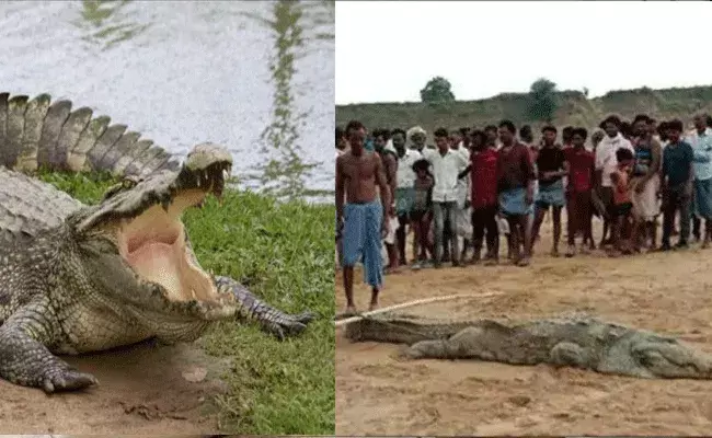 CROCODILE ATTACK: అయ్యో పాపం.. బాలుడిని మింగేసిన భారీ మొసలి..!