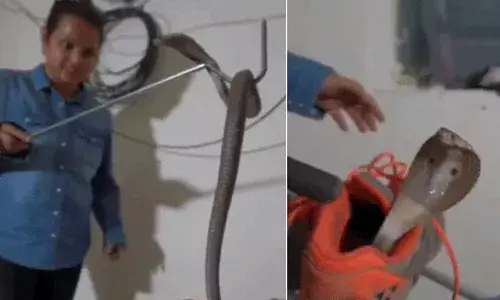 VIRAL VIDEO: షూలో దాక్కున్న నాగు పాము.. బుసలు కొడుతూ హల్ చల్..!