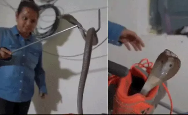 VIRAL VIDEO: షూలో దాక్కున్న నాగు పాము.. బుసలు కొడుతూ హల్ చల్..! VIRAL VIDEO: షూలో దాక్కున్న నాగు పాము.. బుసలు కొడుతూ హల్ చల్..!