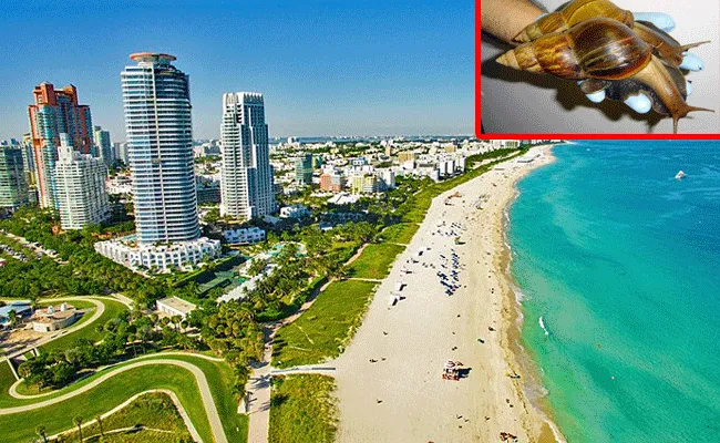 Florida: ఫ్లోరిడాలో కొత్త తరహా లాక్డౌన్.. నత్తలే కారణం.. Florida: ఫ్లోరిడాలో కొత్త తరహా లాక్డౌన్.. నత్తలే కారణం..