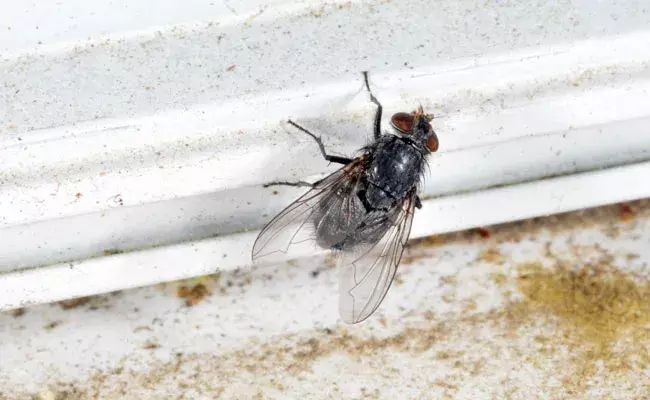 Fly Repellents for the Monsoon: వర్షాకాలం.. ఇంట్లో ఈగలు.. వదిలించుకోవడం ఎలా..