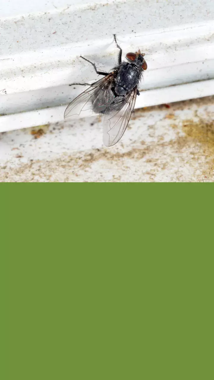 Flies During Monsoon: వర్షాకాలం.. ఇంట్లో ఈగలు.. వదిలించుకోవడం ఎలా..