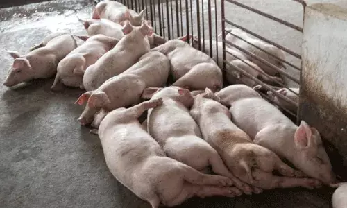 Kerala : ఆఫ్రికన్ స్వైన్ఫ్లూ ఉందని వందల పందులు ఒకే సారి హతం.. Kerala : ఆఫ్రికన్ స్వైన్ఫ్లూ ఉందని వందల పందులు ఒకే సారి హతం..